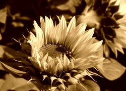 Sepia