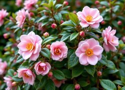 Oryginalny obrazek