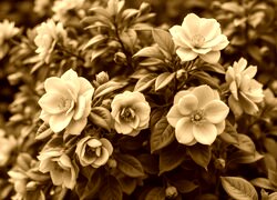 Sepia