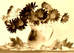 Sepia + Negatyw