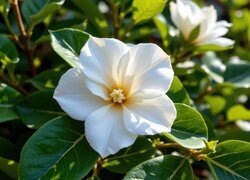 Oryginalny obrazek