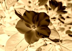 Sepia + Negatyw