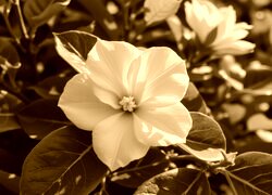 Sepia