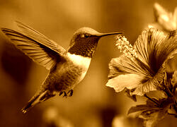 Sepia