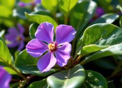 Oryginalny obrazek