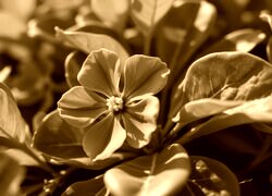 Sepia