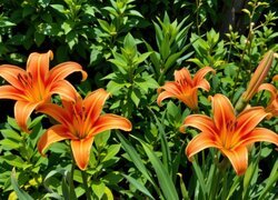 Oryginalny obrazek