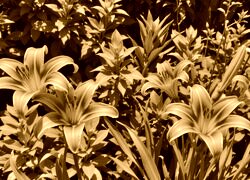 Sepia
