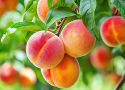 Oryginalny obrazek