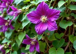 Oryginalny obrazek