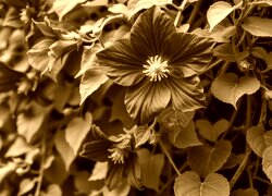 Sepia