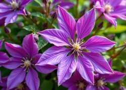 Oryginalny obrazek