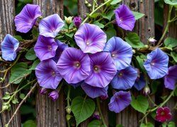 Oryginalny obrazek