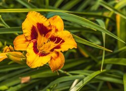 Oryginalny obrazek