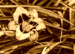 Sepia