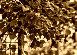 Sepia