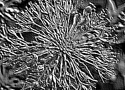 Skamielina