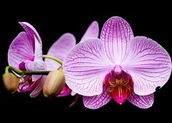 Oryginalny obrazek