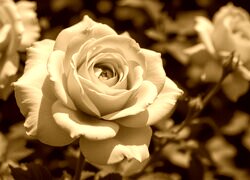 Sepia