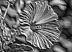 Skamielina