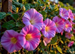 Oryginalny obrazek