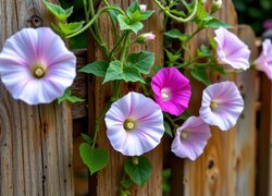 Oryginalny obrazek