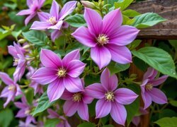 Oryginalny obrazek