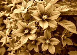 Sepia