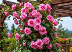 Oryginalny obrazek