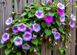 Oryginalny obrazek