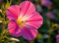 Oryginalny obrazek