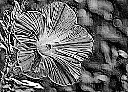 Skamielina