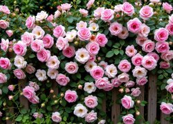 Oryginalny obrazek