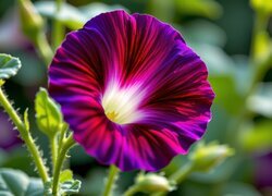 Oryginalny obrazek