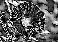 Skamielina