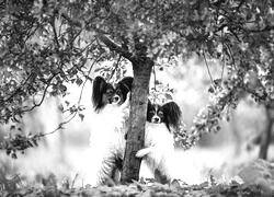 Szary + Sepia