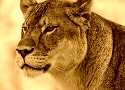 Sepia