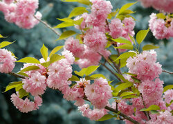 Oryginalny obrazek