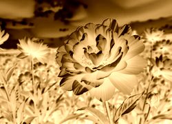 Sepia + Negatyw