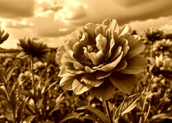 Sepia