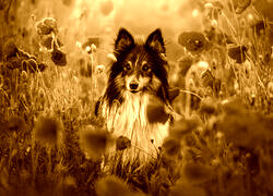 Sepia