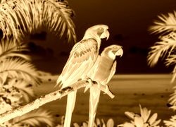 Sepia + Negatyw