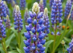 Oryginalny obrazek