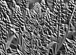 Skamielina