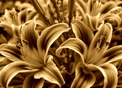 Sepia