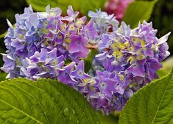 Oryginalny obrazek