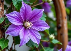 Oryginalny obrazek