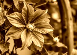 Sepia