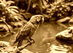 Sepia