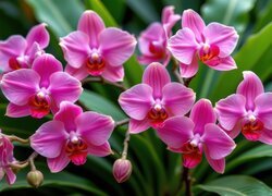 Oryginalny obrazek